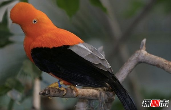 動物里有基佬嗎?盤點(diǎn)世界10大同性戀動物(驚訝不已)