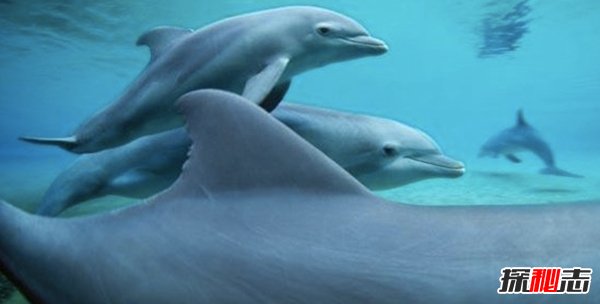 動物里有基佬嗎?盤點(diǎn)世界10大同性戀動物(驚訝不已)