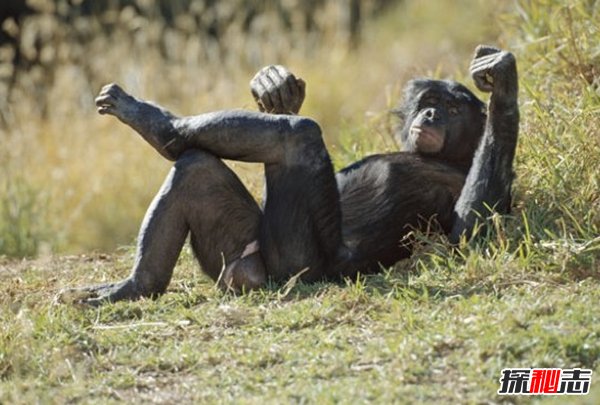 動物里有基佬嗎?盤點(diǎn)世界10大同性戀動物(驚訝不已)