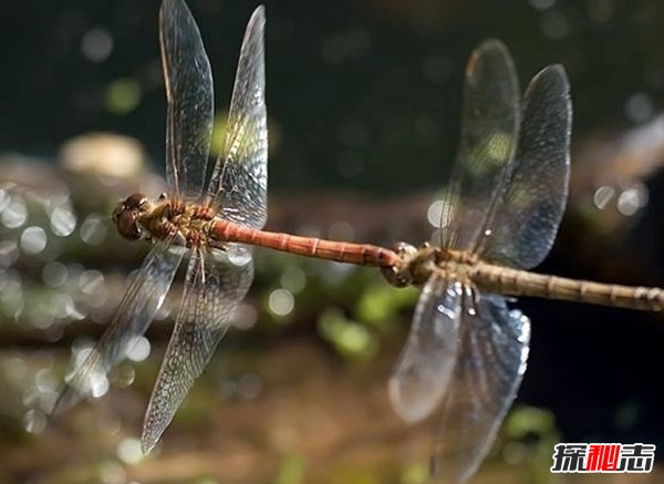 動物里有基佬嗎?盤點(diǎn)世界10大同性戀動物(驚訝不已)