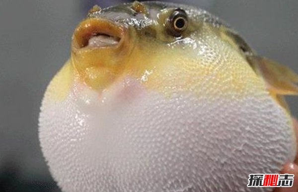 動物如何繁殖后代?盤點(diǎn)動物10大特殊繁殖方式(大開眼界)