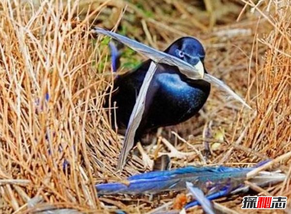 動物如何繁殖后代?盤點(diǎn)動物10大特殊繁殖方式(大開眼界)