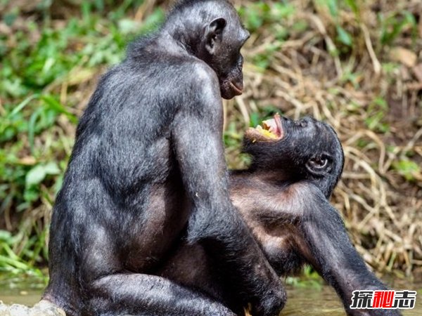 動物如何繁殖后代?盤點(diǎn)動物10大特殊繁殖方式(大開眼界)