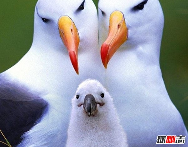 動物如何繁殖后代?盤點(diǎn)動物10大特殊繁殖方式(大開眼界)