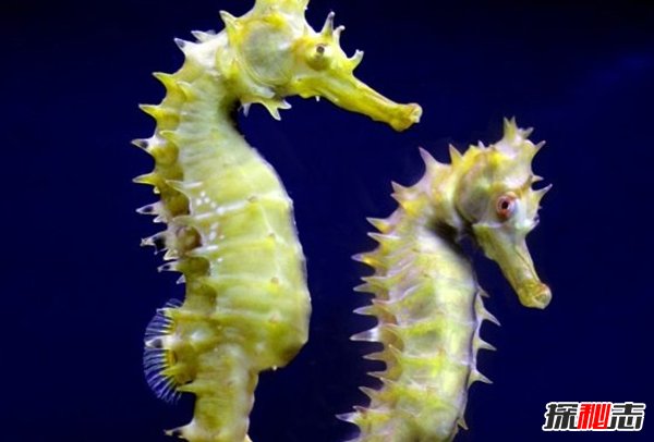動物如何繁殖后代?盤點(diǎn)動物10大特殊繁殖方式(大開眼界)