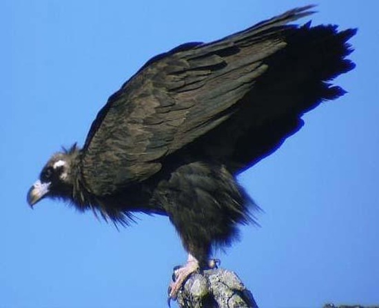 禿鷲英文名叫Cinereous Vulture,又名禿鷹 狗頭雕 狗頭鷲 座山雕